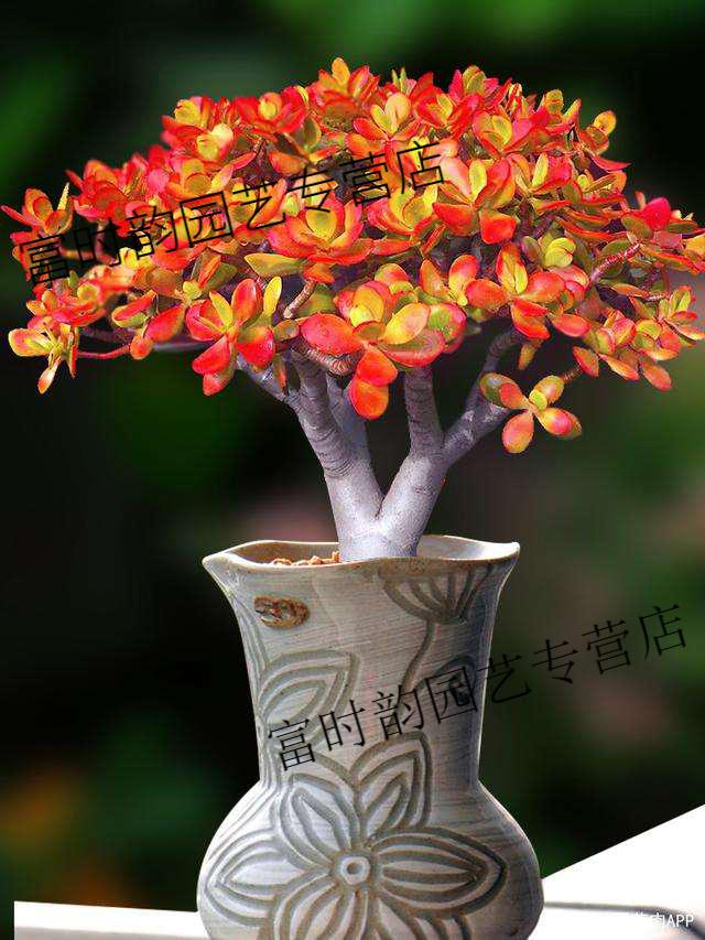 多肉玉树玉树姬红花月老桩多头群生盆栽多肉植物萌肉肉新手好养办公室