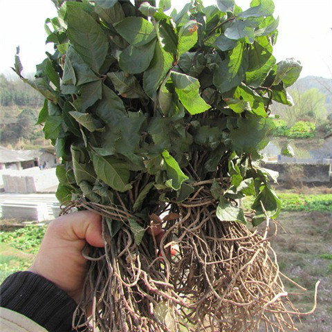 矮地茶中药常用别名图片