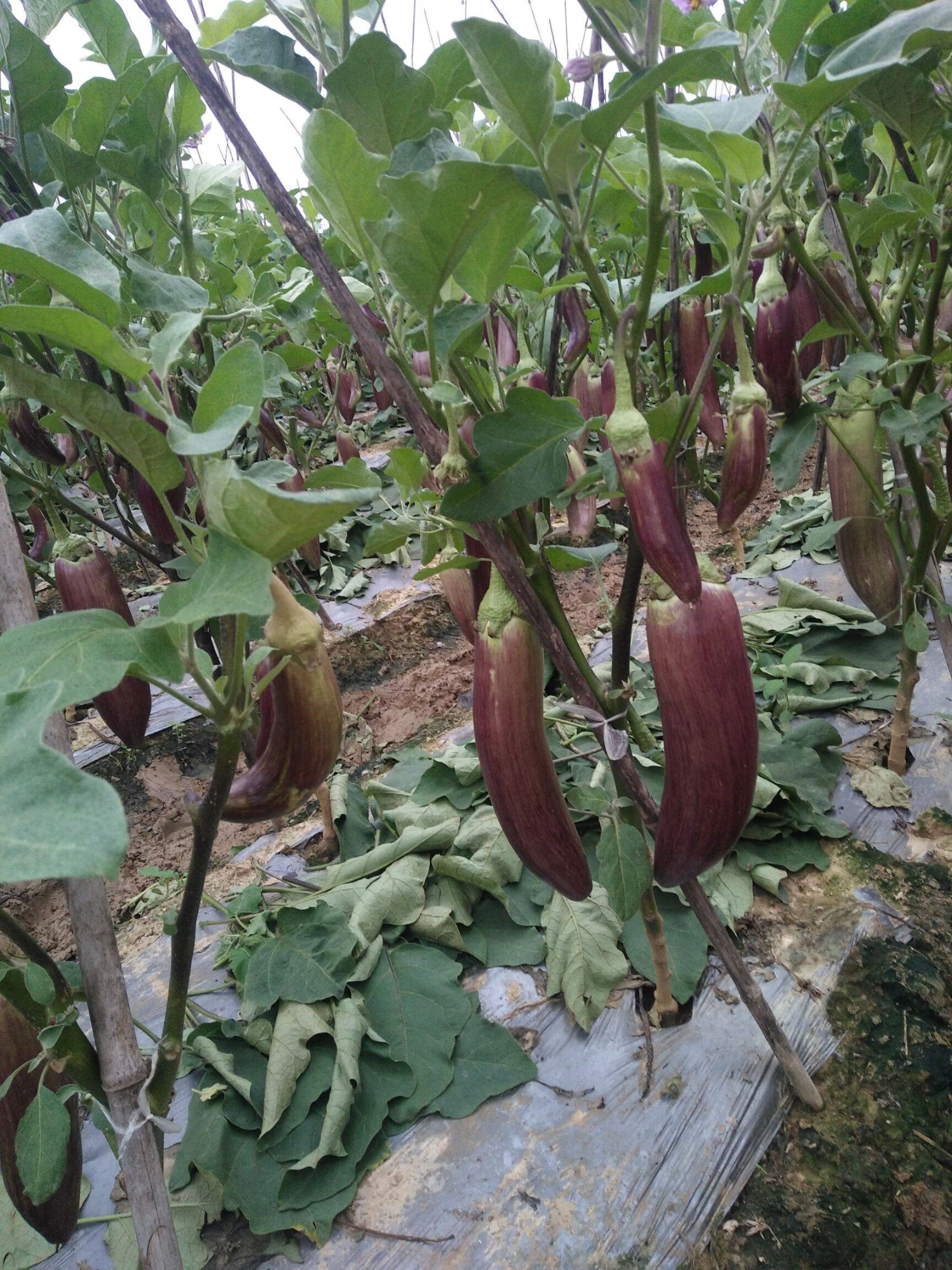 四川竹丝茄子新鲜长茄子农家紫花茄子冬茄现摘时令蔬菜/5斤 2500