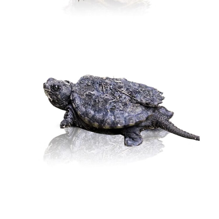 北美小鳄龟杂佛鳄龟苗活物乌龟宠物活泼龟粮凶猛食用鳄鱼龟幼苗活 6