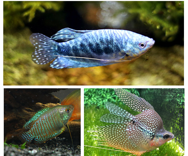 曼龙鱼丽丽鱼马甲鱼中小型观赏鱼活体淡水彩群嘴接吻鱼好养耐活 蓝