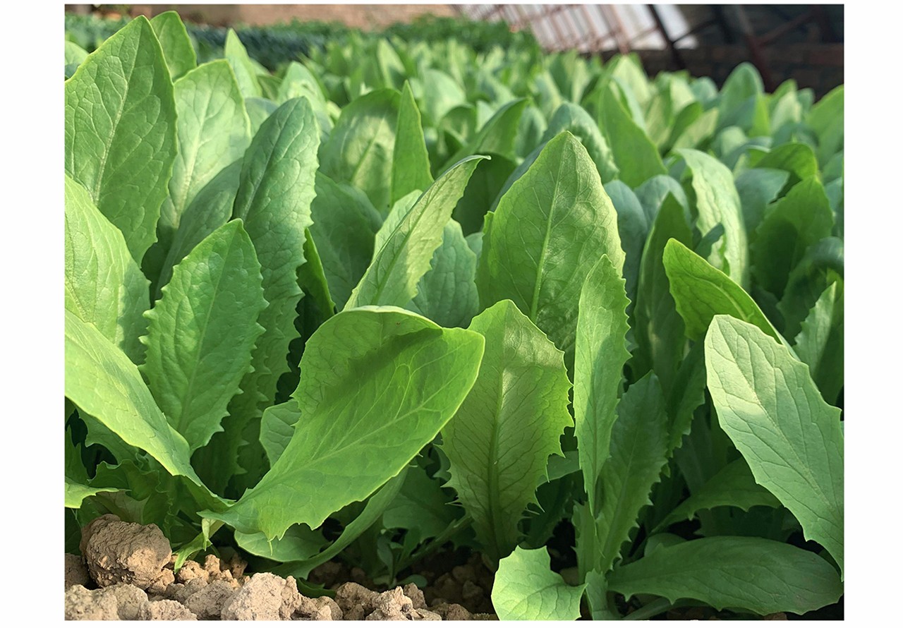 中科茂華 蔬菜種子 中科綠箭油麥菜種子 深綠色葉片 生長速度快30天