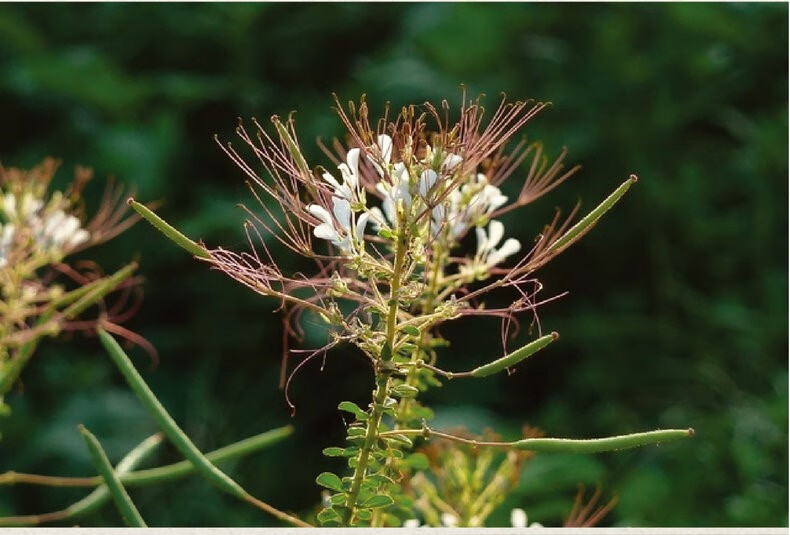安陆唐宋白花菜孝感土特产湖北腌菜巡店咸菜百花菜酱腌泡菜下饭菜 150