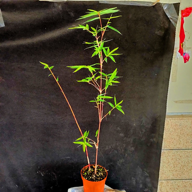 红竹红观音竹矮化竹子小绿植盆栽稀有品种文人书房竹盆景办公桌1盆