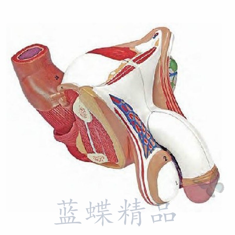 男性生殖系統模型可拆4部件男性生殖解剖模型睪丸解剖模型計劃生育