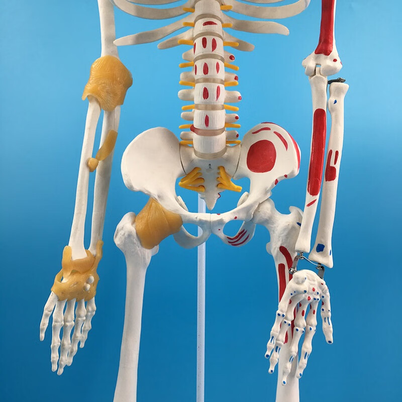 85cm人体骨骼模型骨架人体模型成人小白骷髅教学脊椎全身骷髅标本带