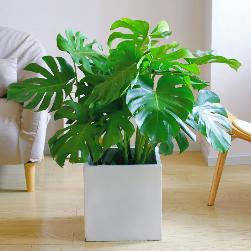 定制龟背竹大型盆栽北欧网红绿植室内客厅办公室大叶植物除甲醛真花卉