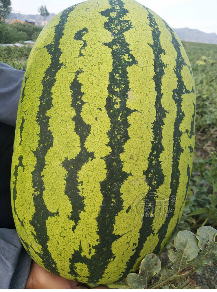 【精品绿植】特大【巨型西瓜种子】高产超甜早熟四季播种无籽农科院
