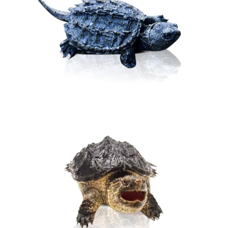 北美小鳄龟杂佛鳄龟苗活物乌龟宠物活泼龟粮凶猛食用鳄鱼龟幼苗活 6