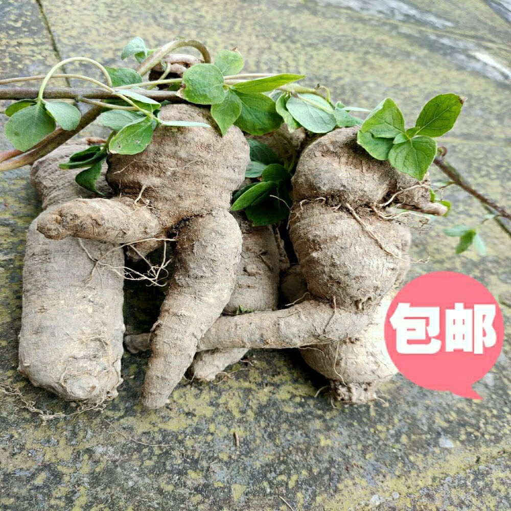 伟博山海螺四叶参下奶参通乳下奶羊乳参新鲜现挖生长