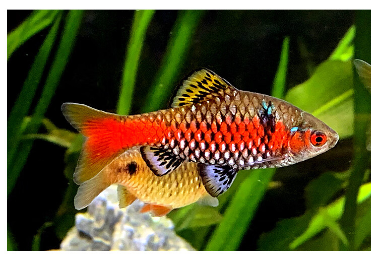 钻石彩虹鲫鱼火翅彩红鲫原生冷水淡水观赏鱼异斑小鲃巴懒人鱼活体