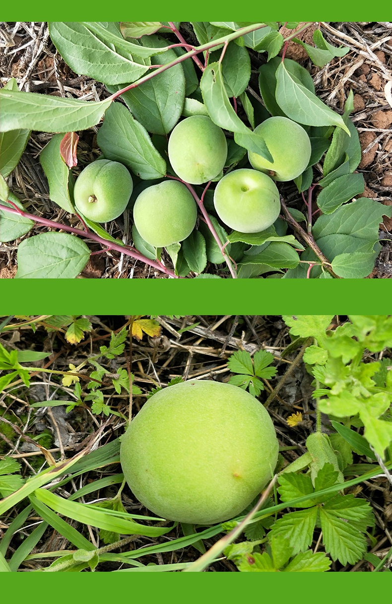 申通云南高山青梅新鲜青梅果泡酒现摘梅子青梅鲜果5斤5斤中果老树泡酒