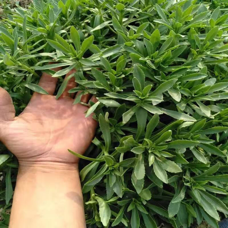 养心菜高钙救心菜根苗可食用野菜四季播阳台盆栽特色蔬菜 多芮蜜 养心