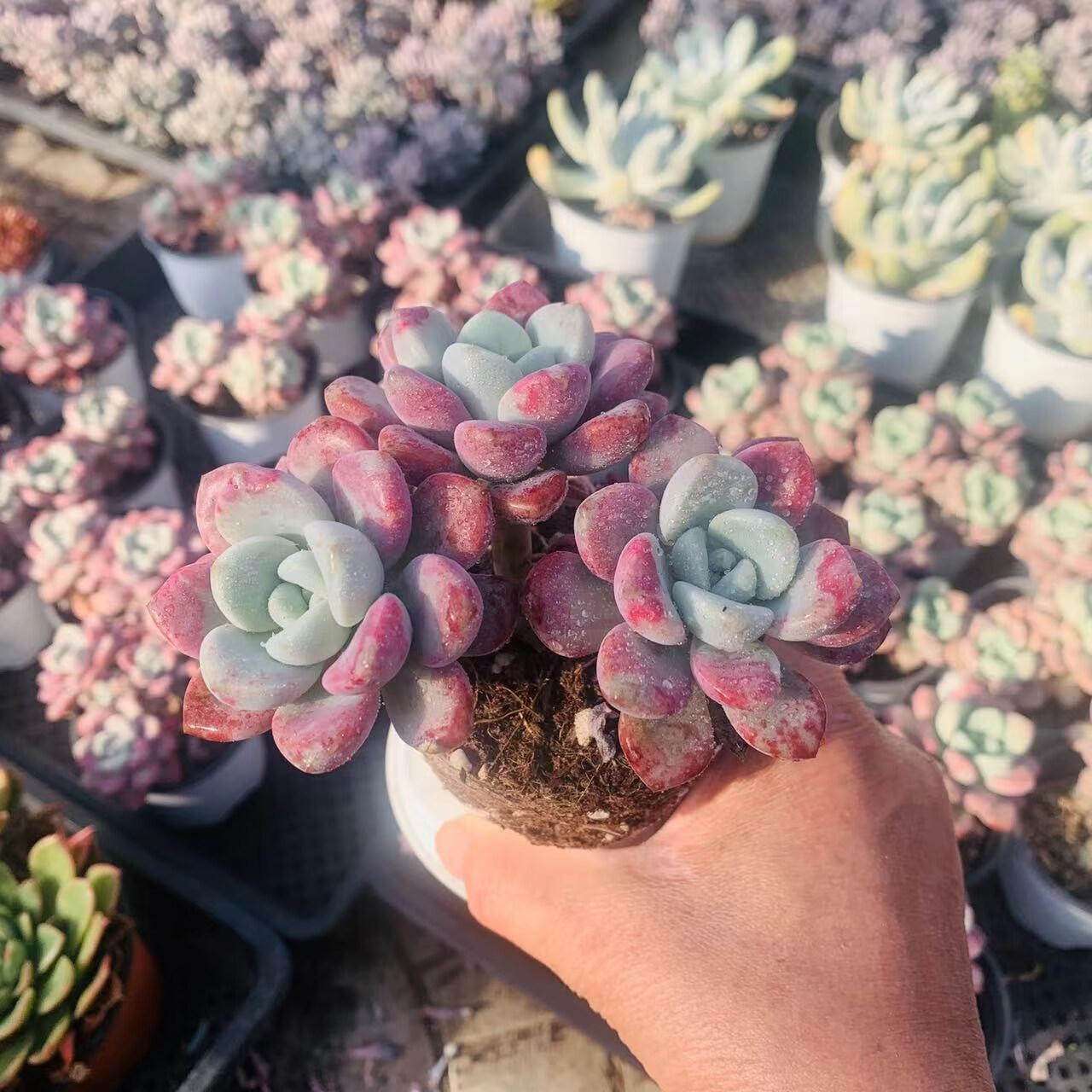 2022新 款花斑鹿多肉植物贵货老桩状态好带血斑满38涵涵肉多多 一年