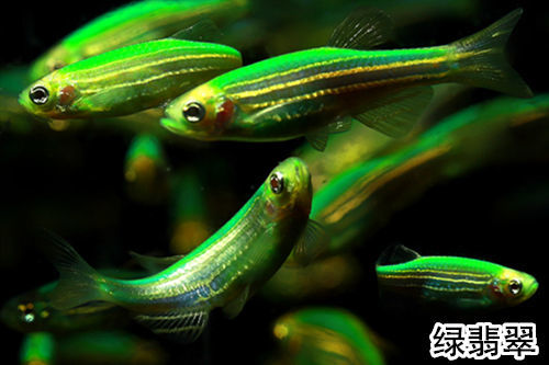 翡翠綠斑馬魚藍莓斑馬魚檸檬黃斑馬魚小型熱帶觀賞魚活體好養 綠翡翠