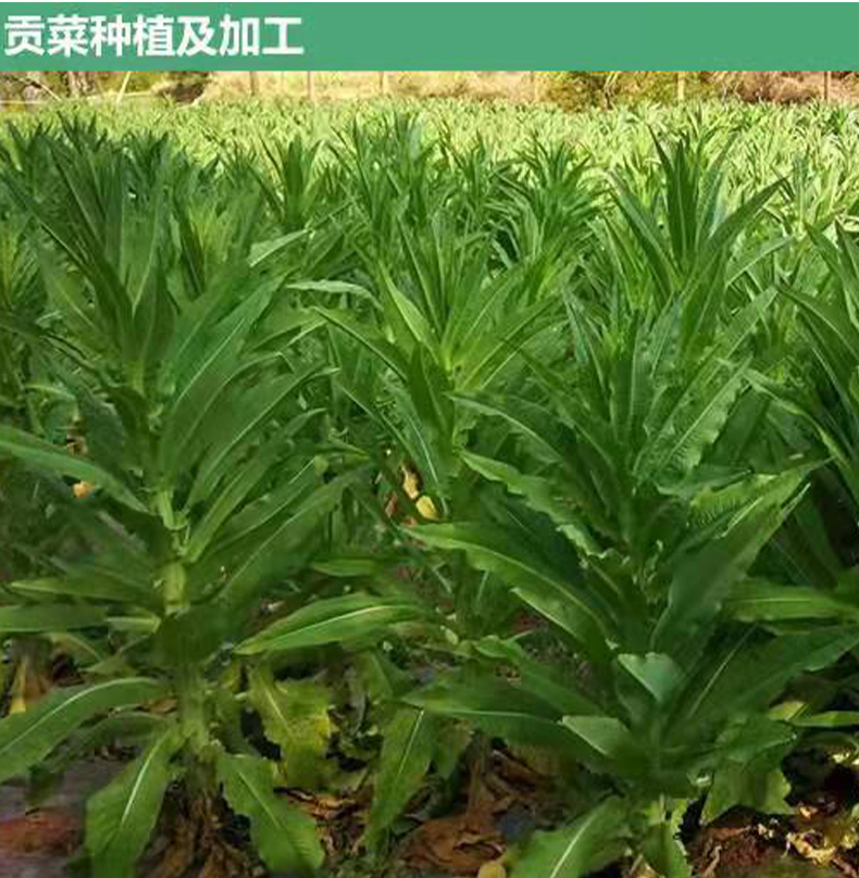 5折 贡菜苔干菜火锅新鲜脱水蔬菜农家土特产响菜10