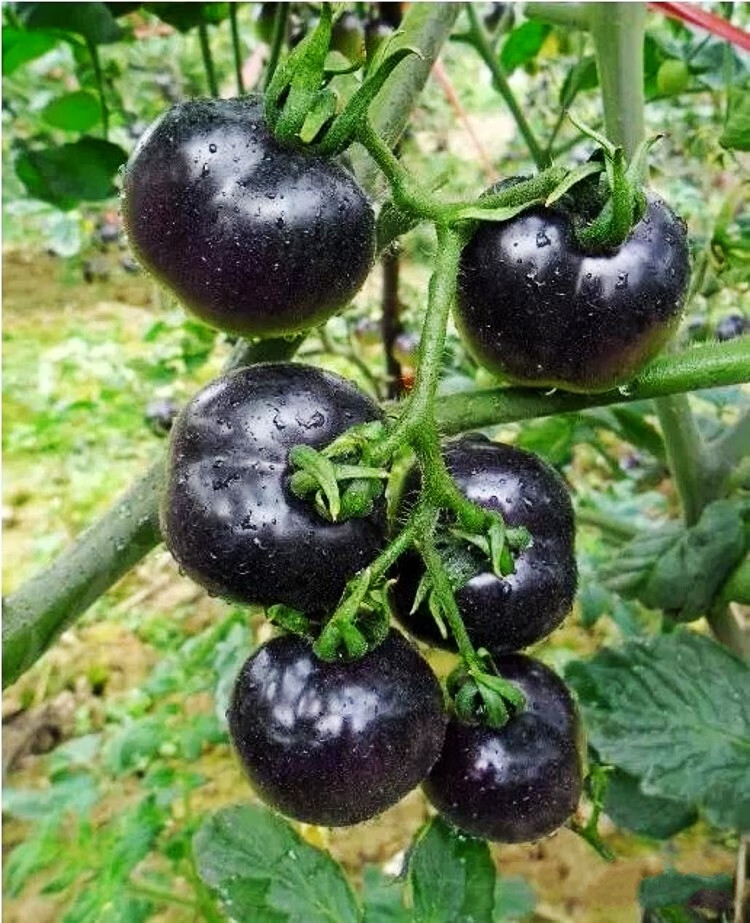 姜南黑宝石番茄种子 西红柿籽 蔬菜种子春季种庭院阳台家庭盆栽水果