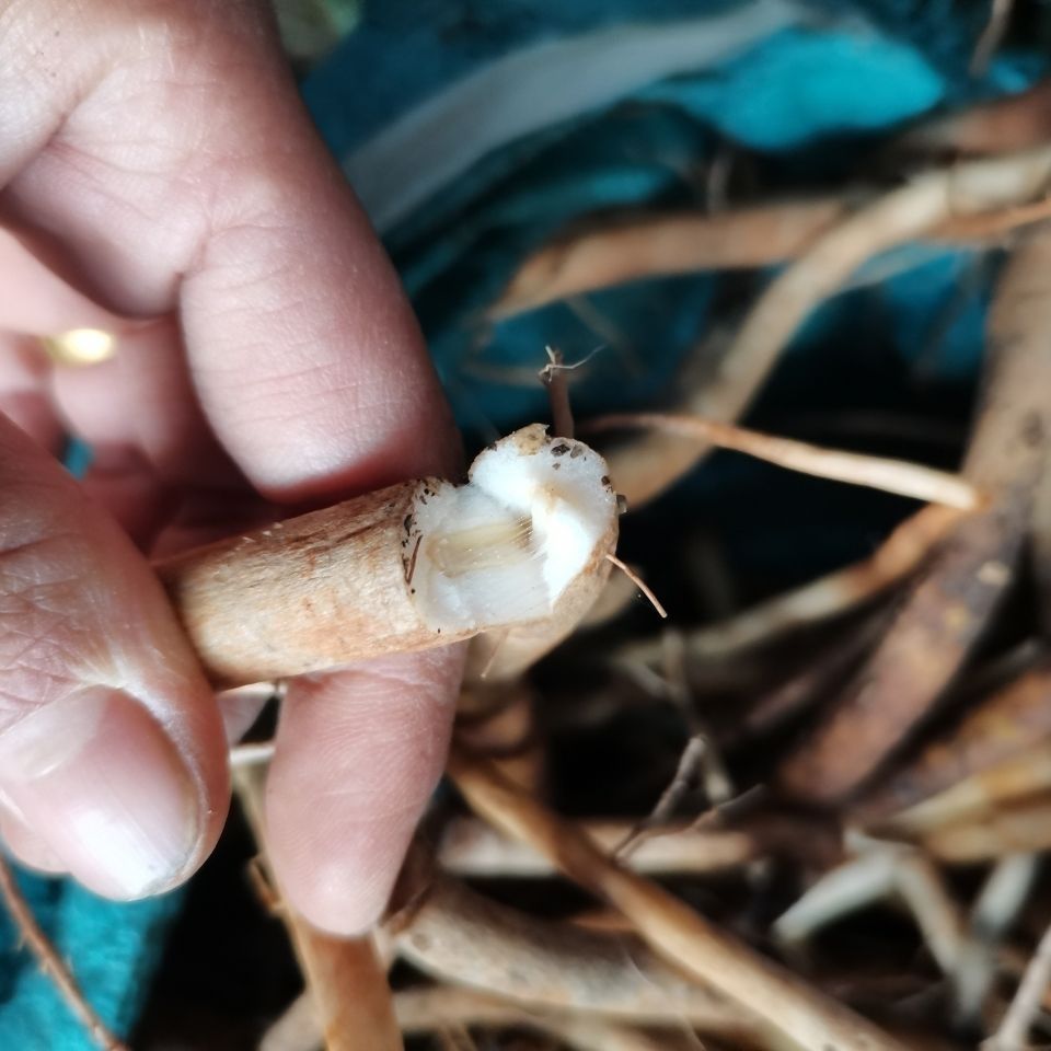 伟博散结化淋巴新鲜草药 老鼠簕 海猫簕 海刺薯(枝带根) 1000g【图片