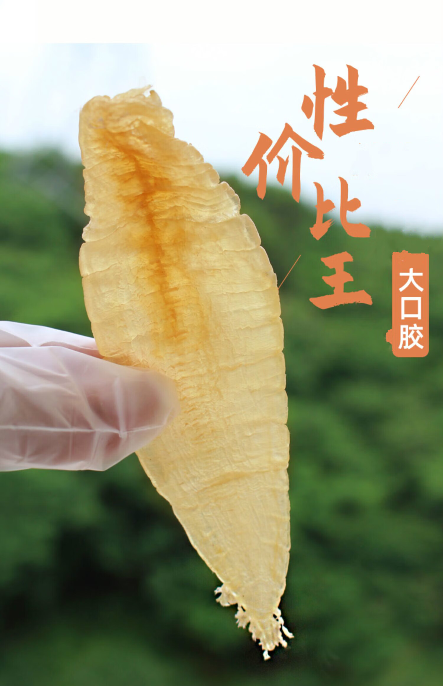 【日常自吃实惠型】 深海鱼胶大口公赤嘴鳘花胶原液250克干货 【大】1