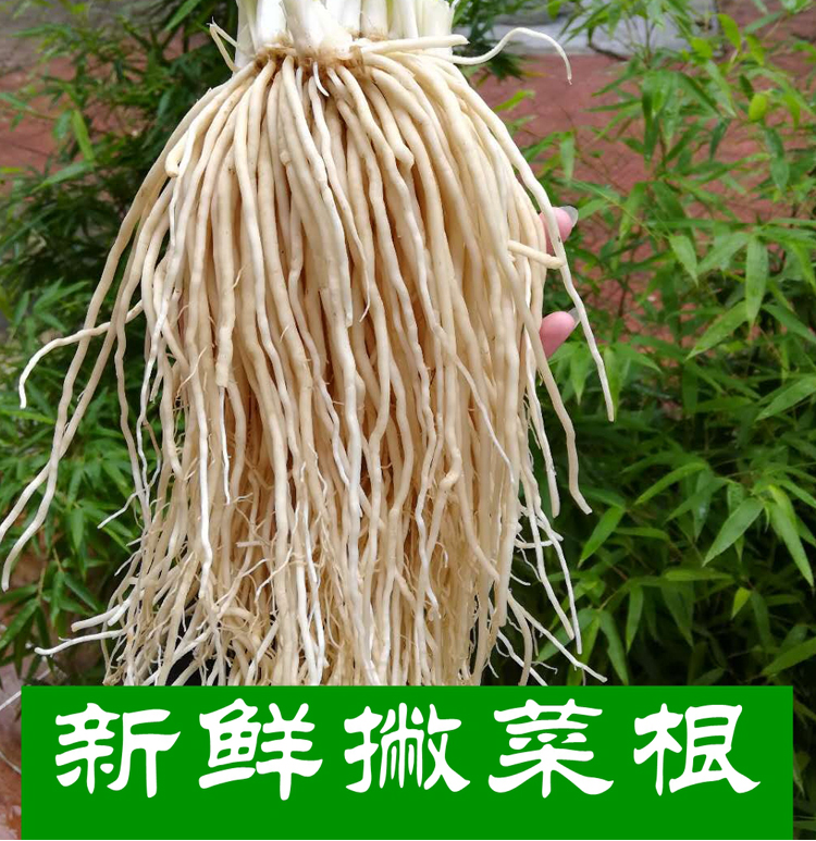 蔬菜 根茎类 藩鲜(panxian) 云南苤菜根1kg 新鲜蔬菜大韭菜根月子良菜