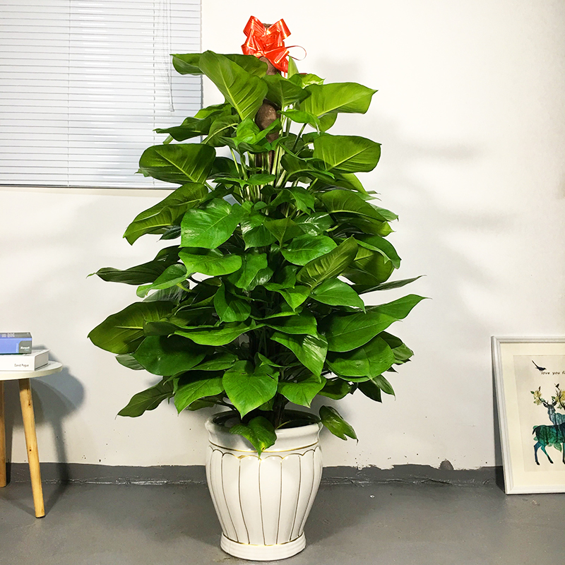 6-1.8米黑螺纹绿萝柱 超大绿萝 含盆【图片 价格 品牌 报价】-京东