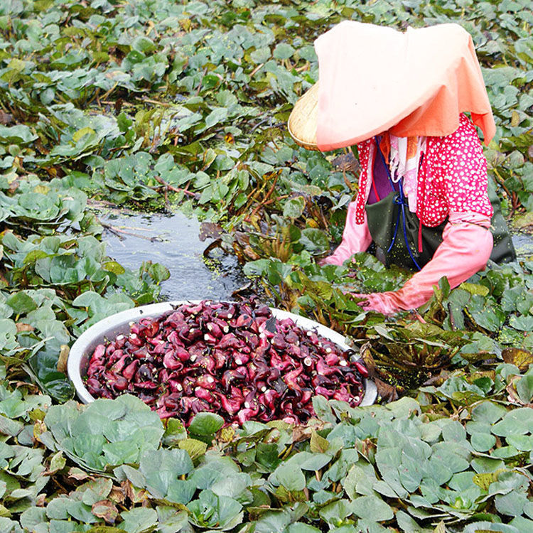红菱角新鲜湖北洪湖野生当季老菱角嫩即食批发价 5斤老菱角粉糯【图片