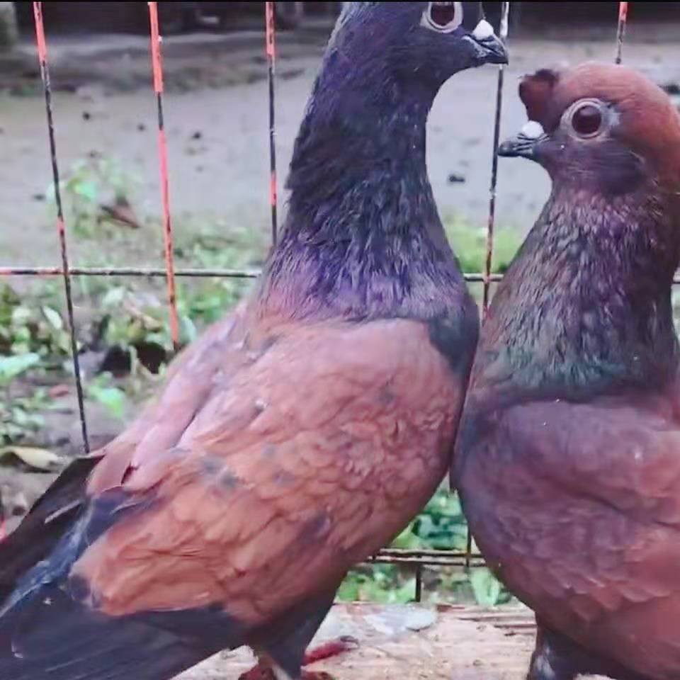 甘肃高飞鸽子瓦青介绍图片