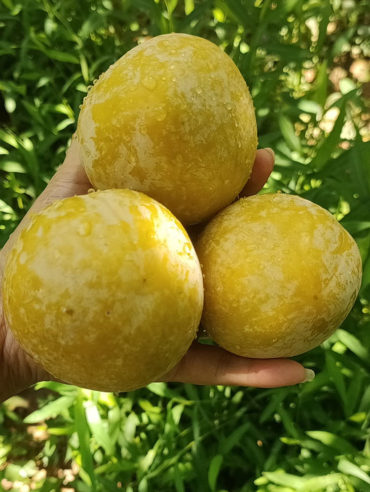 源外【出口级品质-冷链运输】正宗黄金奈李 10斤新鲜现摘水果蜂蜜脱骨