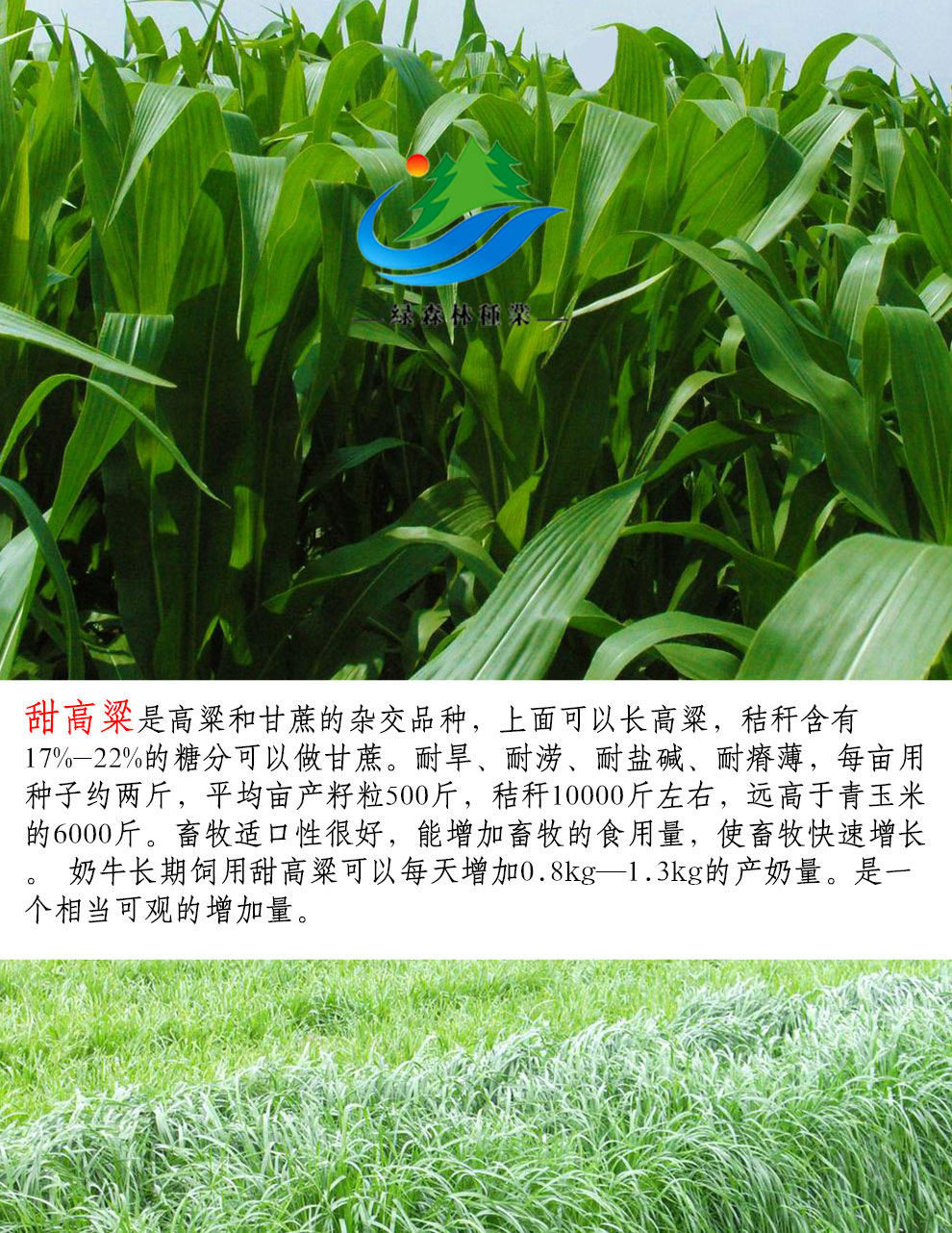 墨西哥玉米草种子进口黑麦草紫花苜蓿苏高丹皇竹草四季多年生牧草种子