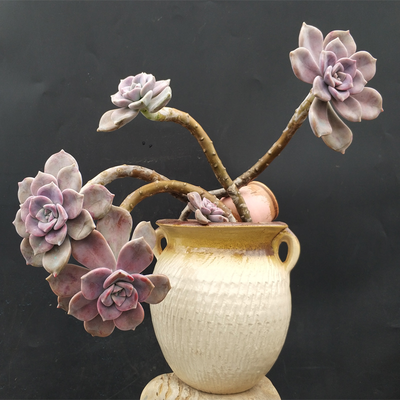 多肉植物紫乐老桩巨型大老庄多肉植物盆栽景天阳台 金色 裸根不带土【