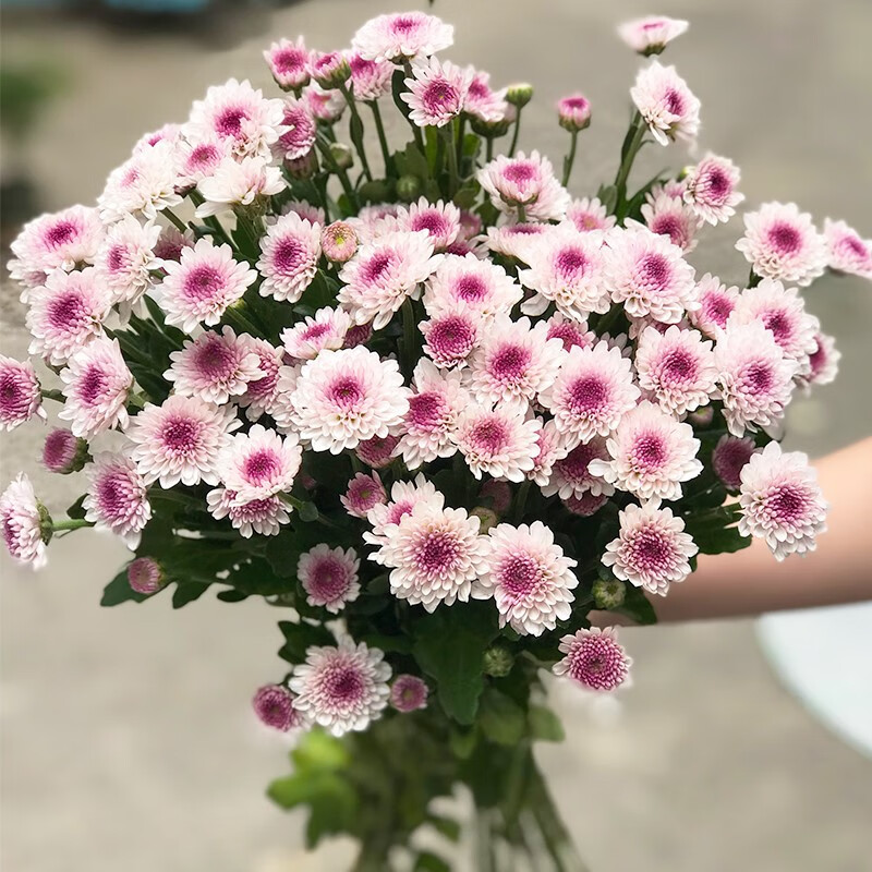 小雛菊洋甘菊鮮花雲南直髮直批鮮花花瓶插花水養鮮花花束 5支瑞白小