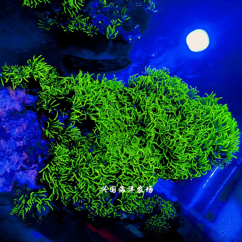 草皮珊瑚海水活体珊瑚越南紫草皮星花北海绿草皮荧光珊瑚缸海缸新手试水快递包活6cm无石绿草皮 图片价格品牌报价 京东