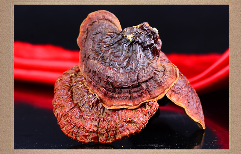 栢晟 松杉灵芝 长白山木灵芝整枝 铁杉林芝茶红赤灵芝片 松杉灵芝