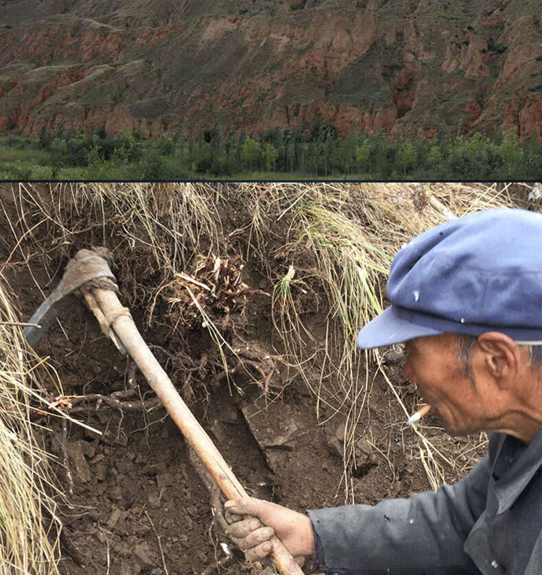 5，甘肅黃芪片黃芪粒黃芪紅棗枸杞泡水泡茶中葯材黃芪片甘肅黃芪中葯材正宗桑椹養生茶 1袋 50g 甘肅黃芪片【約1.2cm直逕  】