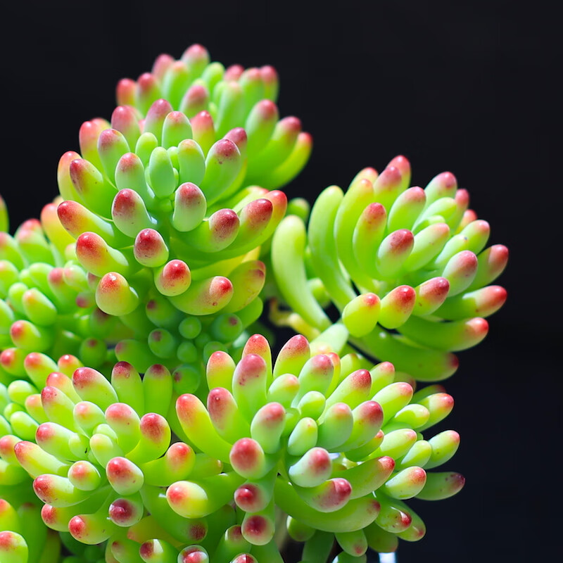 果冻乙女心八千代多肉植物盆栽花卉绿植老桩组合室内云南直发带盆栽好