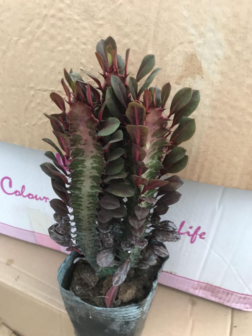 昊兰诺多肉巴西龙骨花量天尺仙人柱大型绿植花卉盆栽 龙骨18-20cm1颗