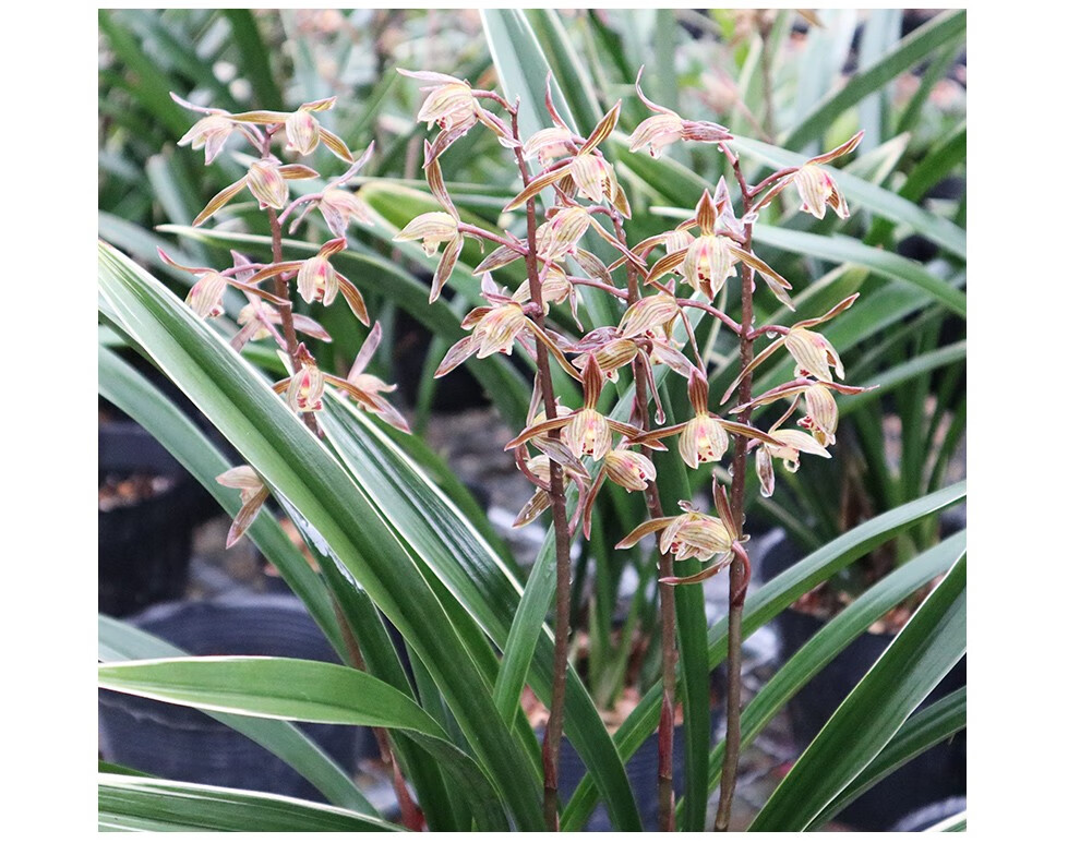 刘阁兰花 墨兰带银边艺精品 银托 冬带浓香花苞出售室内花卉绿植盆栽