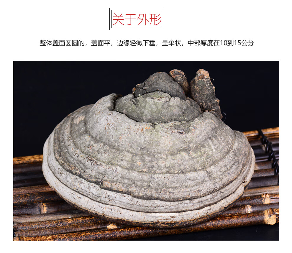 吉雪灵芝长白山马蹄灵芝木蹄灵芝东北灵芝可切片木蹄灵芝100g