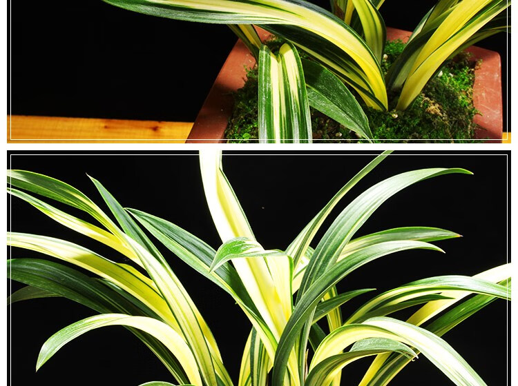 兰花苗墨兰矮种中透黄金达摩花卉绿植室内阳台好养盆栽 3苗连体1棵