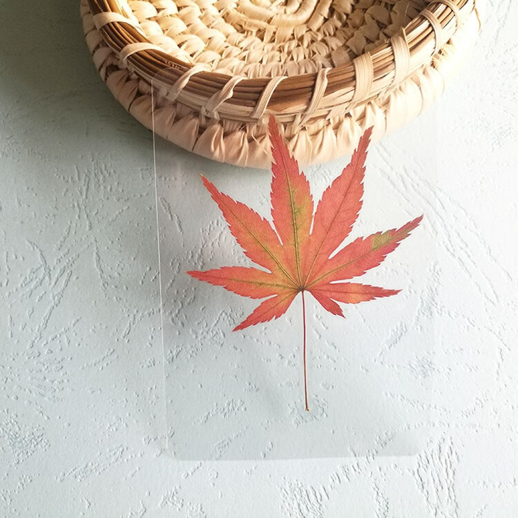 标本成品收藏册 枫叶标本礼物天然真树叶塑封成品创意植物红干花银杏