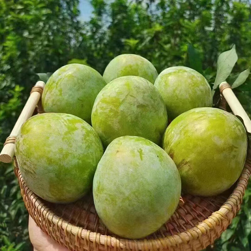 广东名果韶关粤北九峰山青柰李绿宝石翡翠李2500克 10斤40个/48个