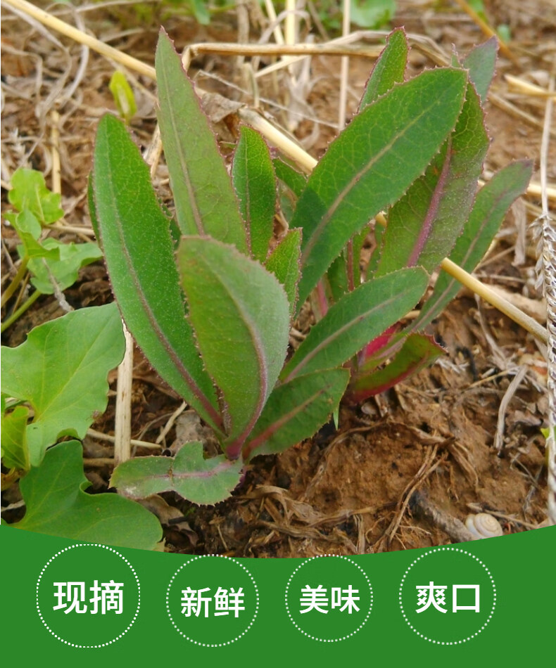 貝嬌芬 順豐 薺菜野菜新鮮野生薺薺菜齊菜地菜野菜鮮薺菜 1000g【圖片