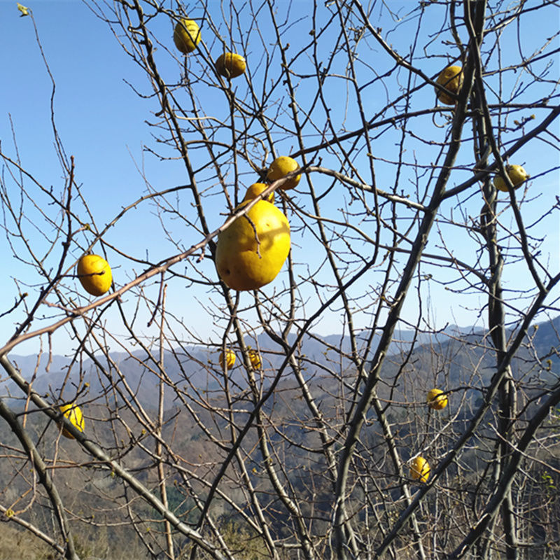 车载闻香木瓜熏香增香除异味宣木瓜秦岭山区黄木瓜天然香木瓜 1斤