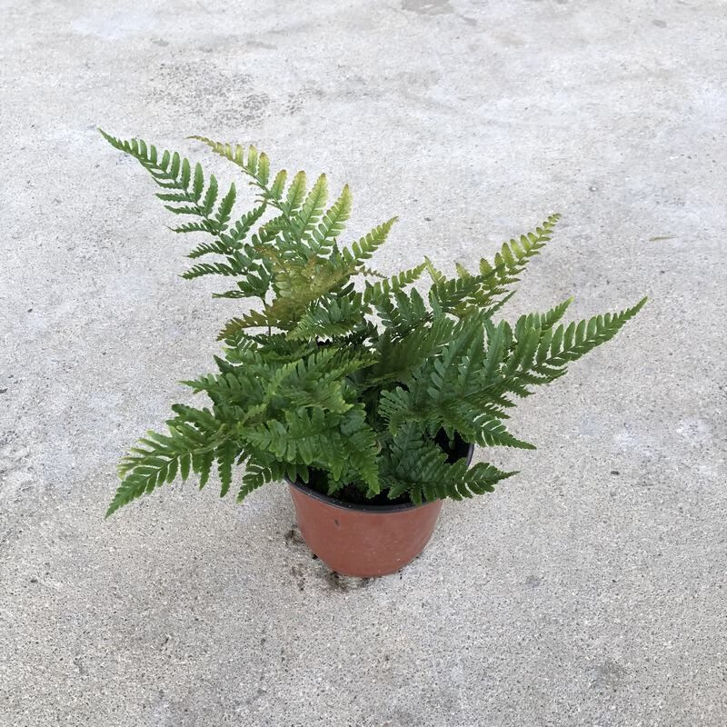 富貴波銀線珊瑚棉花糖蕾絲腎蕨蕾絲蕨蕨類盆栽景觀植物 吉姆蕨(小盆)