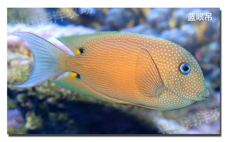 蓝眼吊 活体海水鱼观赏宠物鱼 蓝眼波纹倒吊 海缸吃藻除藻吊类 快递包