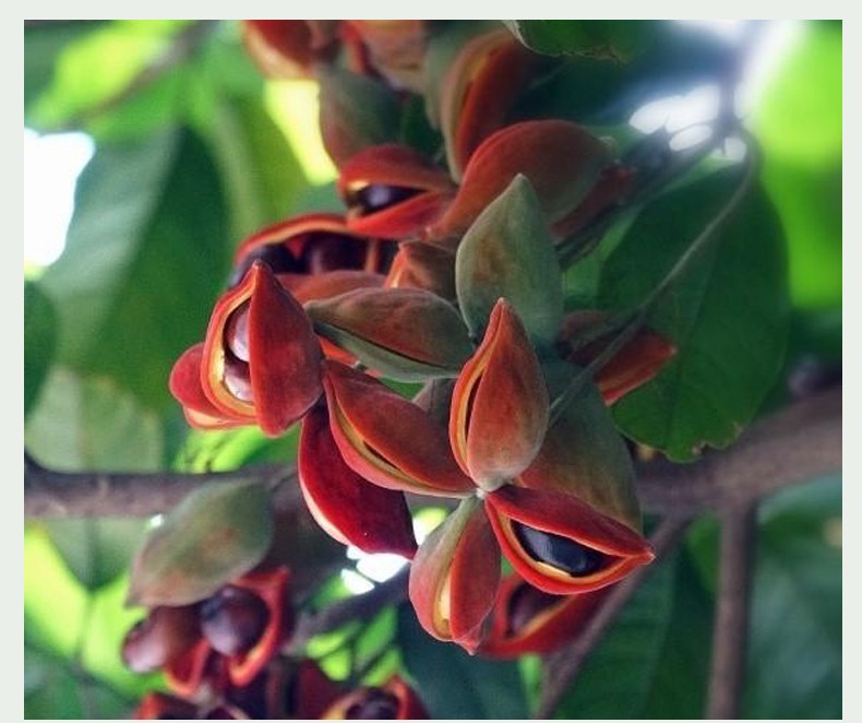 果(2022头茬果/速发)广东九层皮凤眼果 现摘现发九层皮萍婆果富贵子