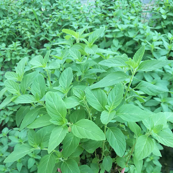 九層塔羅勒葉盆栽陽臺百里香煮菜泡水香草香料泡水薄荷九層塔金不換