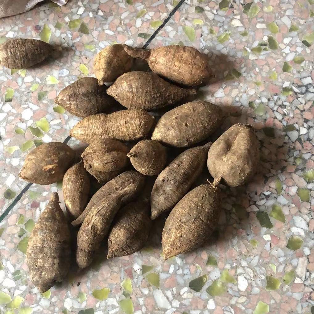 农家纯野生牛大力广西小叶牛泡酒煲汤泡酒牛大力根新鲜现挖中药材 1斤