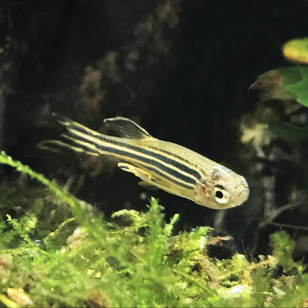 斑马鱼小型热带鱼观赏鱼荧光蓝莓斑马新手闯缸鱼金鱼小型淡水好养