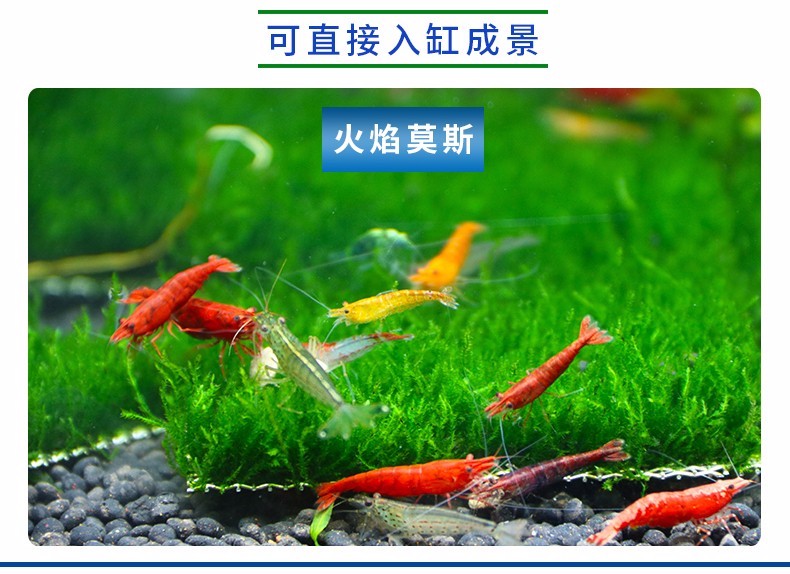 鱼官儿大三角莫丝火焰莫斯水藻球鱼缸造景水族箱装饰水草活体植物小